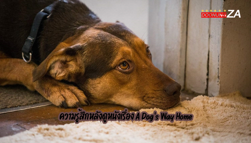 ความรู้สึกหลังดูหนังเรื่อง A Dog's Way Home